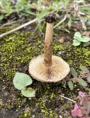 Fungi