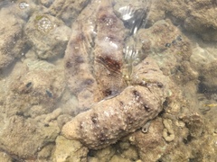 Holothuria fuscocinerea