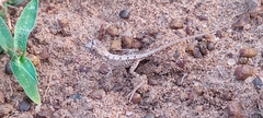 Sitana ponticeriana