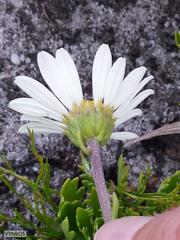 Osmitopsis dentata