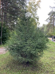 Picea obovata