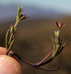 Nenax