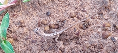 Sitana ponticeriana