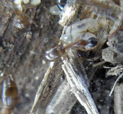 Camponotus bertolonii