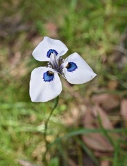 Moraea aristata