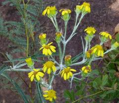 Senecio mlilwanensis