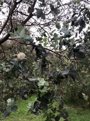 Eucalyptus crenulata