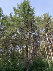 Larix sibirica