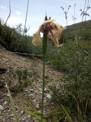 Tigridia illecebrosa