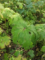 Aconitum septentrionale