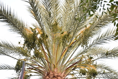 Amazona viridigenalis