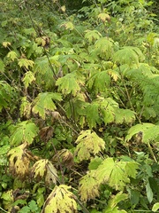 Aconitum septentrionale