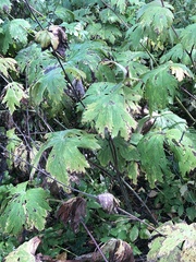 Aconitum septentrionale