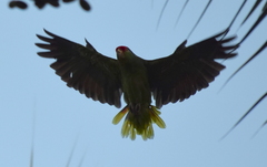 Amazona viridigenalis