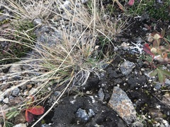 Agrostis mertensii