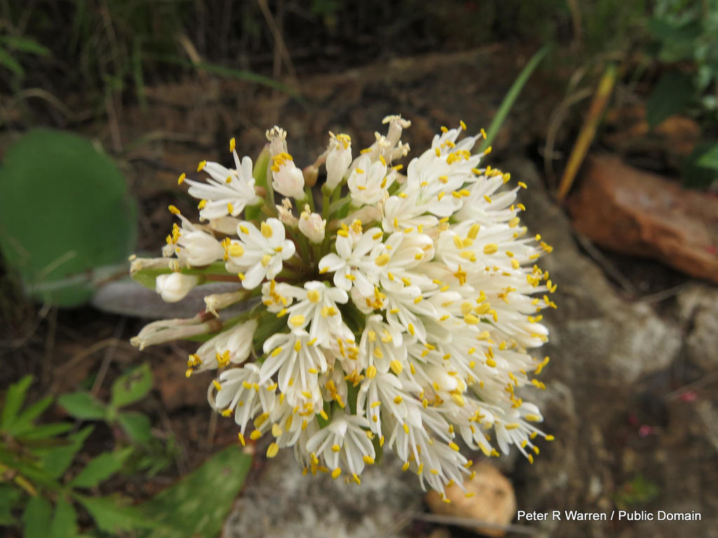 Haemanthus humilis, Groenkloof Nature Reserve