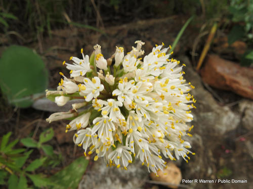 Haemanthus humilis