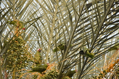 Amazona viridigenalis