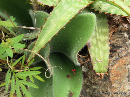 Haemanthus humilis