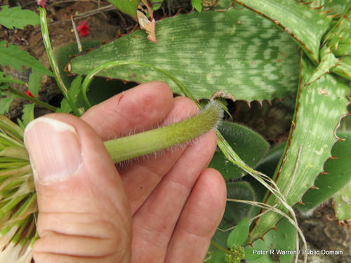 Haemanthus humilis