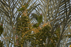 Amazona viridigenalis