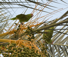 Amazona viridigenalis