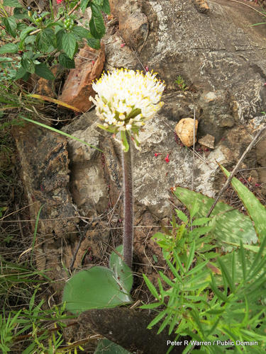 Haemanthus humilis