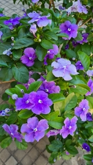 Brunfelsia australis