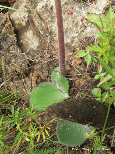 Haemanthus humilis