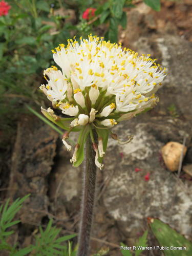 Haemanthus humilis