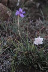 Moraea crispa