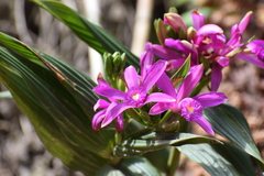 Sobralia boliviensis
