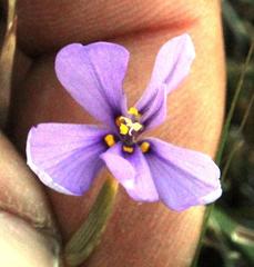 Moraea crispa