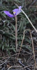 Moraea crispa