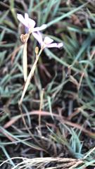 Moraea crispa