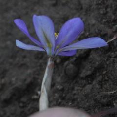 Moraea crispa