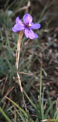 Moraea crispa