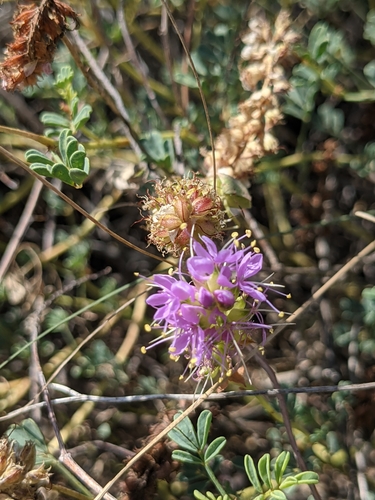 Albuquerque Prairie Clover (Dalea scariosa)