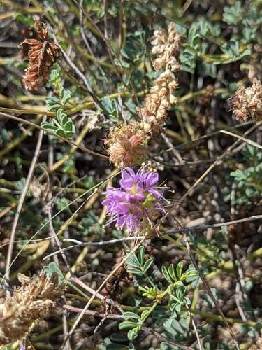 Image of Dalea scariosa by (c) Dominic Gentilcore, some rights reserved (CC BY)