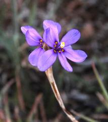 Moraea crispa