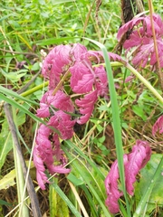 Anthriscus sylvestris