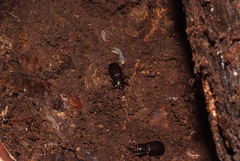 Aulacocyclus