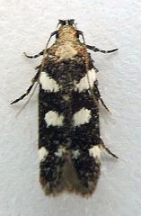 Filatima arizonella