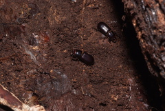 Aulacocyclus