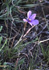 Moraea crispa