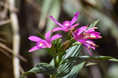 Sobralia boliviensis