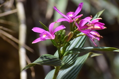 Sobralia boliviensis