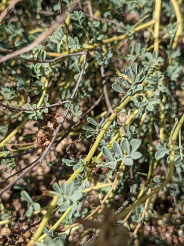 Dalea scariosa, photograph 3