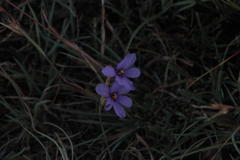 Moraea crispa