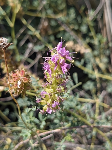 Image of Dalea scariosa by (c) Dominic Gentilcore, some rights reserved (CC BY)